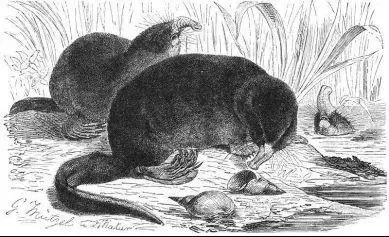 Desmans a curious mammal only found in the Caucasus and Pyrenees mountains - фото 23