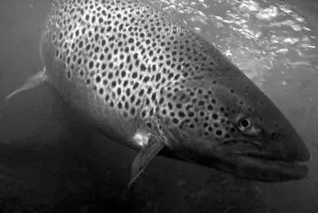 Lake Sevan trout The Fifteen Rises Again In May 1946 the 15th Air Force had - фото 48