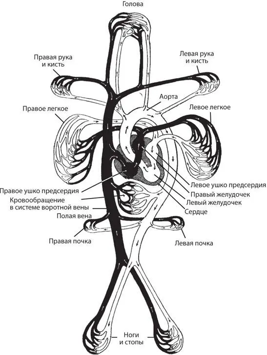 Вид кровеносной системы всего тела Так же как и в случае с любым тепловым - фото 3