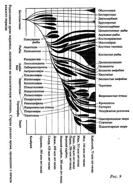 Таким образом можно подвести некий промежуточный итог палеонтологические - фото 9