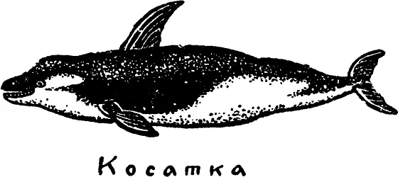 Человек издавна промышляет китов Жира у кита очень много У крупного голубого - фото 35