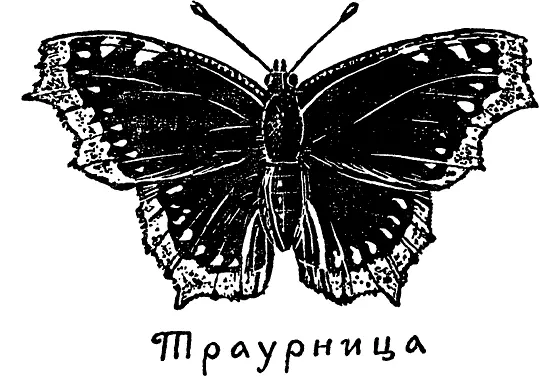 Бабочки питаются так при помощи хоботка они сосут сладкий сок цветов сосут - фото 49