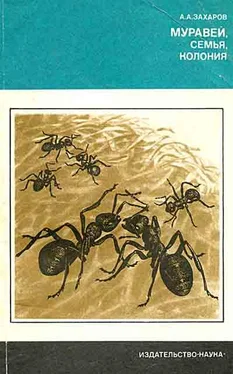 Анатолий Захаров Муравей, семья, колония обложка книги