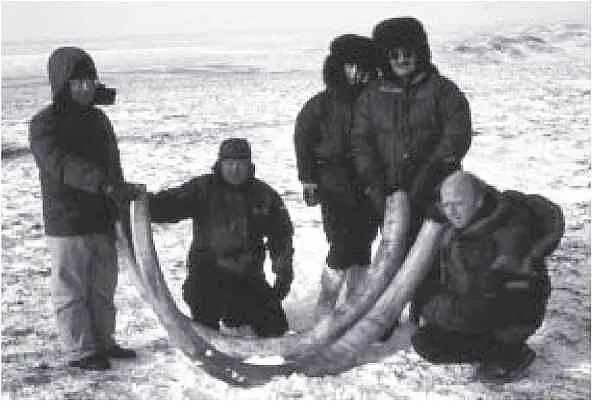 Рис 31 Бивни мамонта Жаркова Всё лето 1999 г бригада учёных проверяла - фото 32