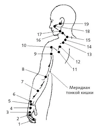 Рис 7Меридиан тонкого кишечника Меридианы или каналы тонкой кишки - фото 24
