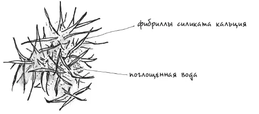 Фибриллы силиката кальция растущие внутри затвердевающего цемента Отросшие - фото 23