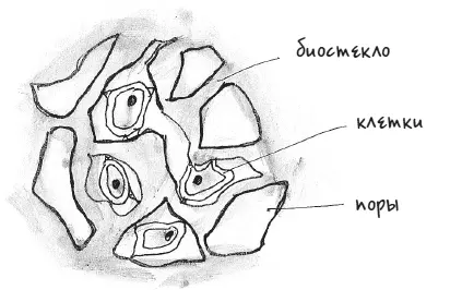 Клеточный каркас из биостекла с растущими внутри клетками Костным клеткам - фото 59