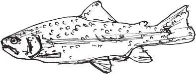 Die Regenbogenforelle Oncorhynchus mykiss stammt nicht aus unserer Gegend - фото 7
