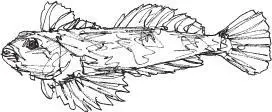 Groppe Cottus gobio ihr dicker Kopf mit breitem Maul lugt aus einer Höhle - фото 9