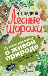 Николай Сладков - Лесные шорохи. С вопросами и ответами для почемучек