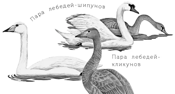 Потягиваются охорашиваются перебирают перья Смотрят на своё отражение - фото 87