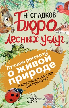 Николай Сладков Бюро лесных услуг. С вопросами и ответами для почемучек обложка книги