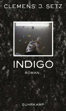 Clemens Setz Indigo обложка книги