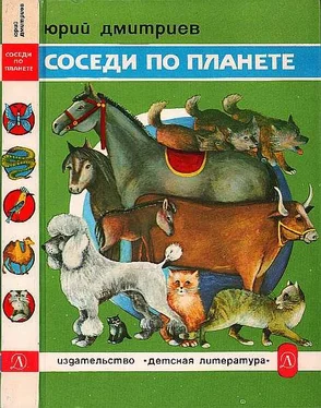 Юрий Дмитриев Соседи по планете: Домашние животные обложка книги