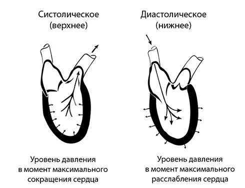 Различают два показателя артериального давления Систолическое верхнее это - фото 39