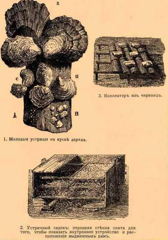 Страница из книги НААндрусова и САЗернова 1914 год Устричный завод - фото 46