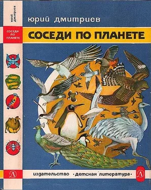 Юрий Дмитриев Соседи по планете: Птицы обложка книги