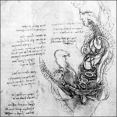 Леонардо да Винчи Соитие полувскрытых мужчины и женщины 1492 Мужчина - фото 6