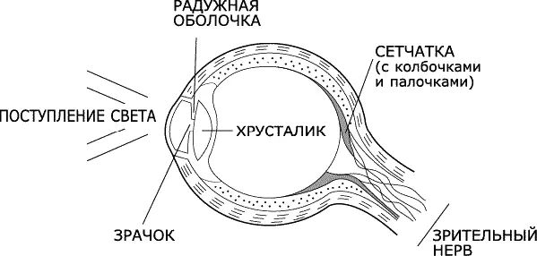 Рис 13 Радужная оболочка с помощью мышц пропускает через зрачок больше или - фото 14