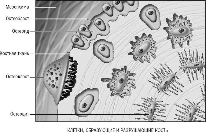 Рисунок 12 Яйцевидные остеобласты превращаются в звездообразные остеоциты - фото 12