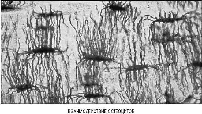 Рисунок 13 Питательные вещества и химические сигналы передаются по цепочке из - фото 13
