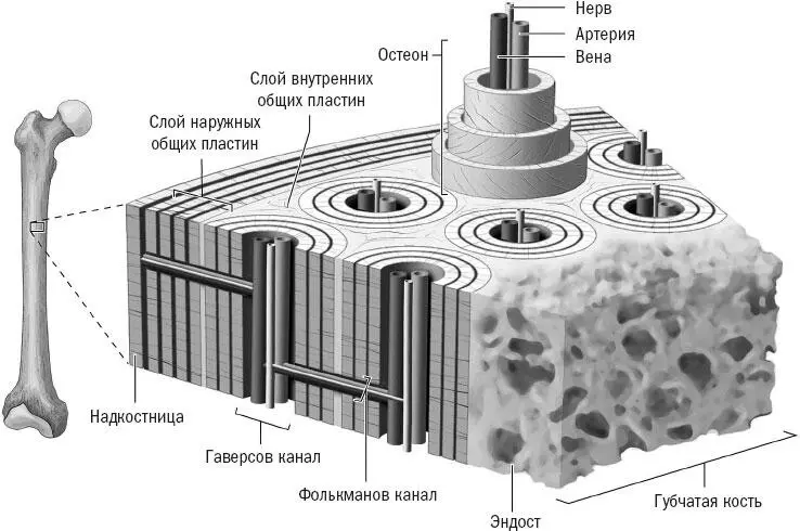 Рисунок 6 Кости представляют собой сложную систему живых клеток связывающих и - фото 6