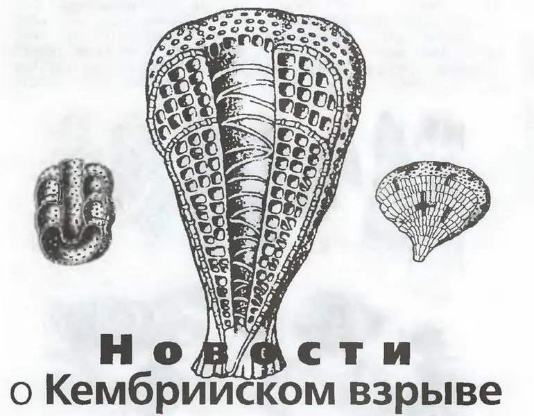 Кембрийским взрывом называют ту биологическую катастрофу которая произошла на - фото 7