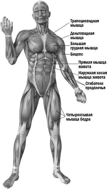 ОСНОВНЫЕ МЫШЦЫ БРЕТТНикакой пользы Силовые упражнения питание и сон вот - фото 5