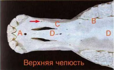 Рисунок 3 Верхняя челюсть вид снизу то есть из ротовой полости А - фото 44