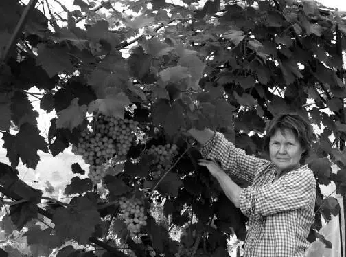 Рис 92 Разумеется такие побеги паразиты Их грозди наливаются за счет - фото 92