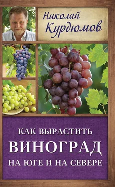 Николай Курдюмов Как вырастить виноград на Юге и на Севере обложка книги