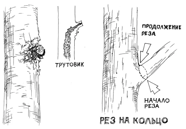 Рис 36 Рис 37 Рис 38 Вовторых пенек это вечная дыркаОн всегда - фото 43