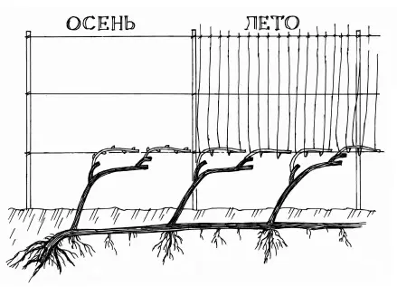 Рис 2 Наши виноградари заметили старые рукава в почве долго не живут Во - фото 3