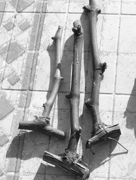 Рис 6 Черенки укладываются спать обязательно сухими то есть не мокрыми а - фото 7