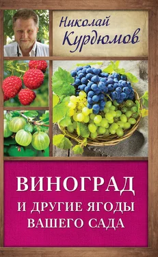 Николай Курдюмов Виноград и другие ягоды вашего сада обложка книги