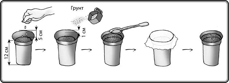 Рис 14 Посев семян в емкость с грунтом Заполнить поллитровые емкости - фото 15