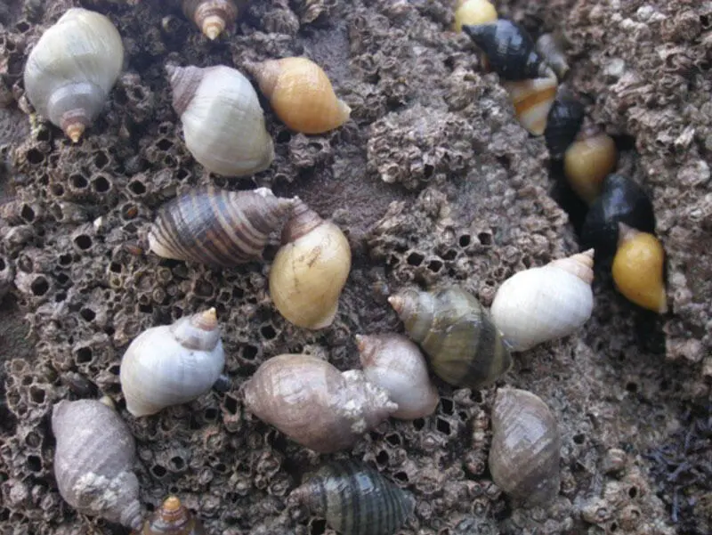 Рисунок 6 Разнообразие окраски раковин Nucella lapillus в пределах одного и - фото 3