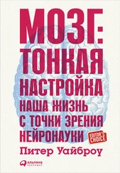 Питер Уайброу - Мозг - Тонкая настройка. Наша жизнь с точки зрения нейронауки