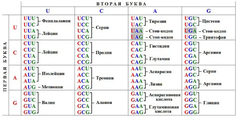 Рисунок 14 Наиболее распространенный вариант генетического кода живых - фото 6