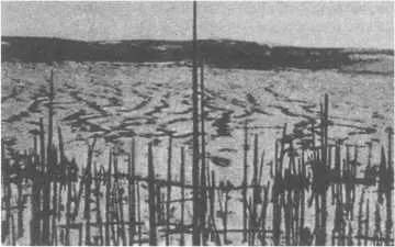 Вывал леса в районе Тунгусского взрыва И только в 1958 году в связи с - фото 8