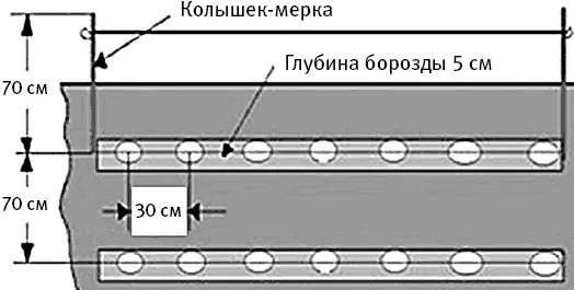 Посадка картофеля гребнем На каждый клубень вносите поллопаты перегноя и - фото 28