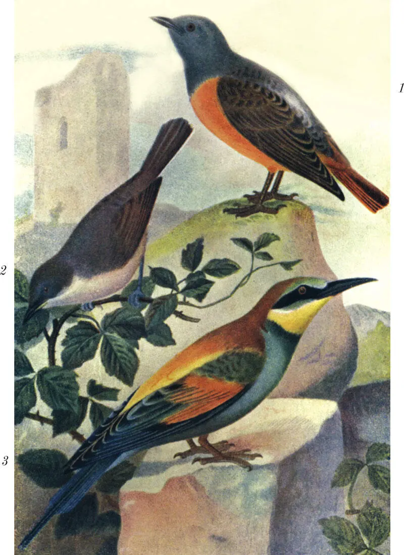 Рис XXIV 1 Каменный дрозд Monticola saxatilis 2 Славка масличная - фото 53