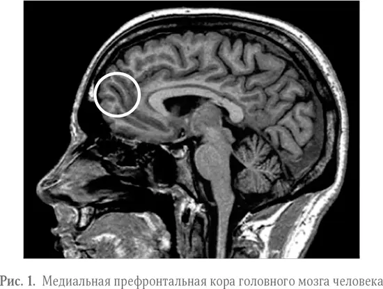 Прежде чем объяснить почему эти результаты так нас заинтриговали давайте - фото 1