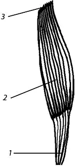 Рис 13 Веретенообразная мышца 1 головка 2 брюшко 3 хвост Мышцы - фото 3