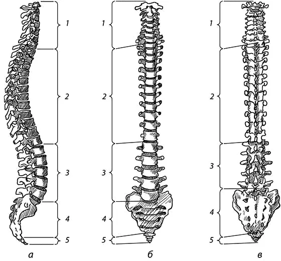 Рис 14 Позвоночный столб а вид справа б вид спереди в вид сзади 1 - фото 4