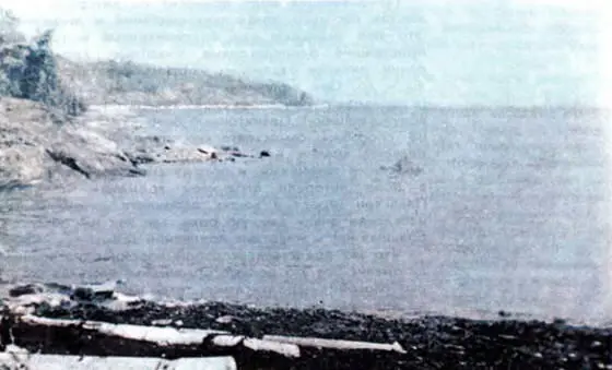 На Белом море во время прилива волны плещутся у самой кромки леса но - фото 4