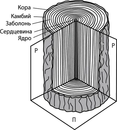 Рис 719 Строение ствола дерева Съедобные части внутренней коры те которые - фото 172