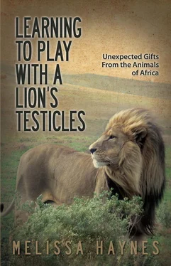 Melissa Haynes Learning to Play with a Lion's Testicles обложка книги