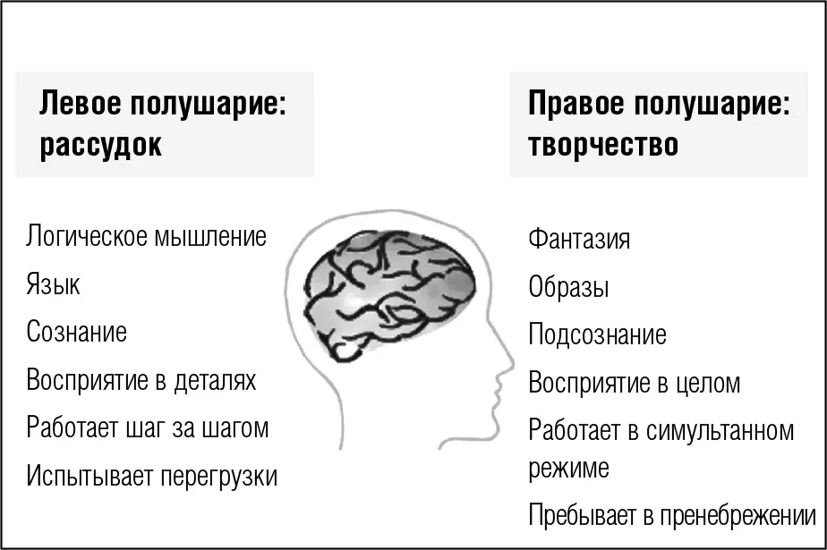 Сильно упрощенная модель распределения функций между полушариями мозга Почему - фото 13