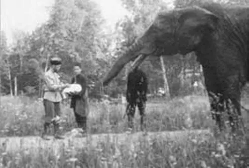 Николай II кормит слона в Царском селе Как же жила Россия Не будем - фото 54